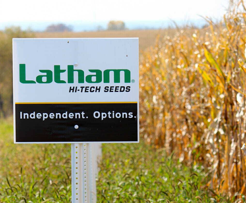 Corn latham