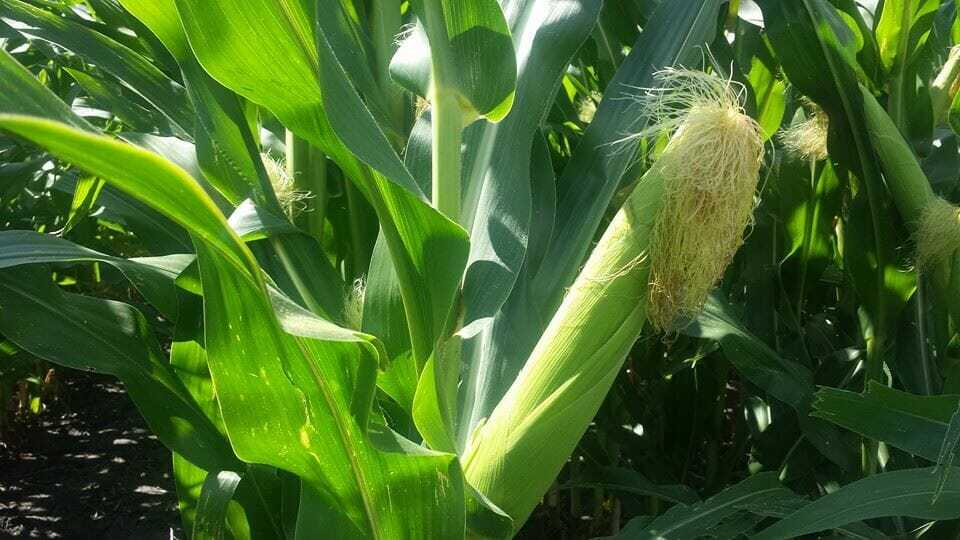 Earoncorn