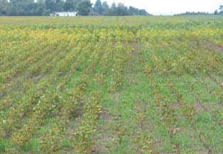 Frost damage Soybean2