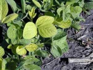 Iron Chlorosis is Serious Threat to Soybeans