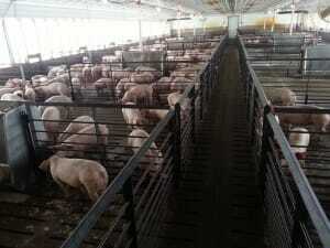 See “Behind the Scenes” Operations of a Hog Farm