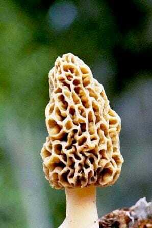 Morel11