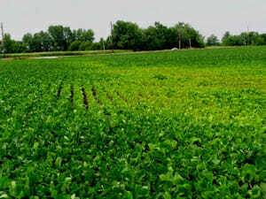 Seed Selection is Key to Avoiding Sudden Death