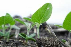 Scouting soybeans after a cool wet spring