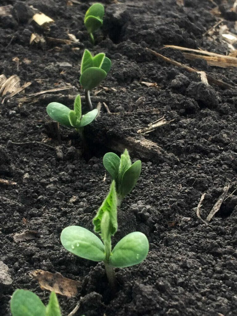 Rules of Thumb for Late Planted Soybeans