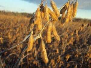 Soybeans harvest