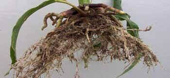 Stunted corn roots