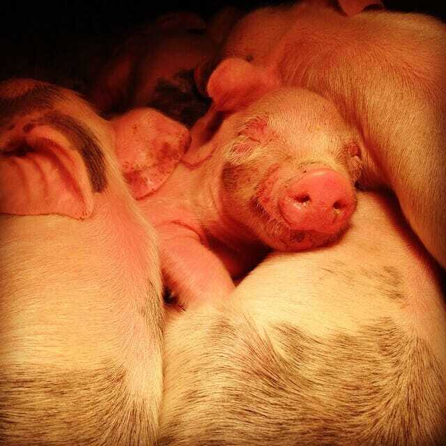 Sweet dreams piglet