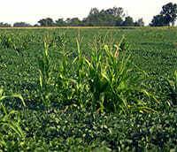 Treat Volunteer Corn Like a Weed