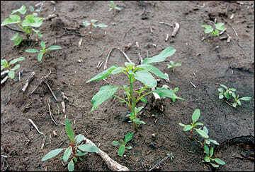 Water hemp