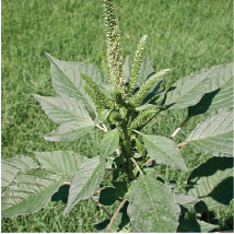 Tips for Controlling Palmer Amaranth Across the Upper Midwest