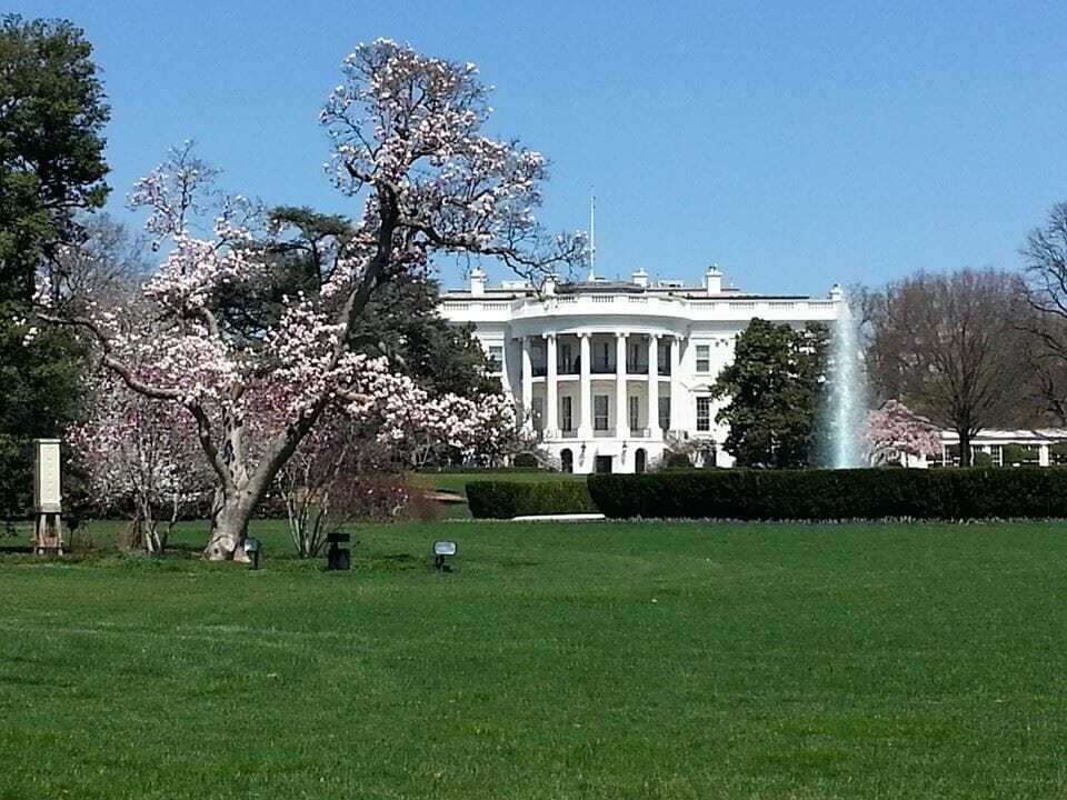 Whitehouseblossoms