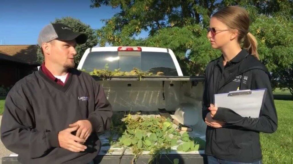 FB Live: Sudden Death Syndrome or Brown Stem Rot?