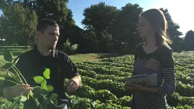 FB Live: Is It Time to Spray Aphids?