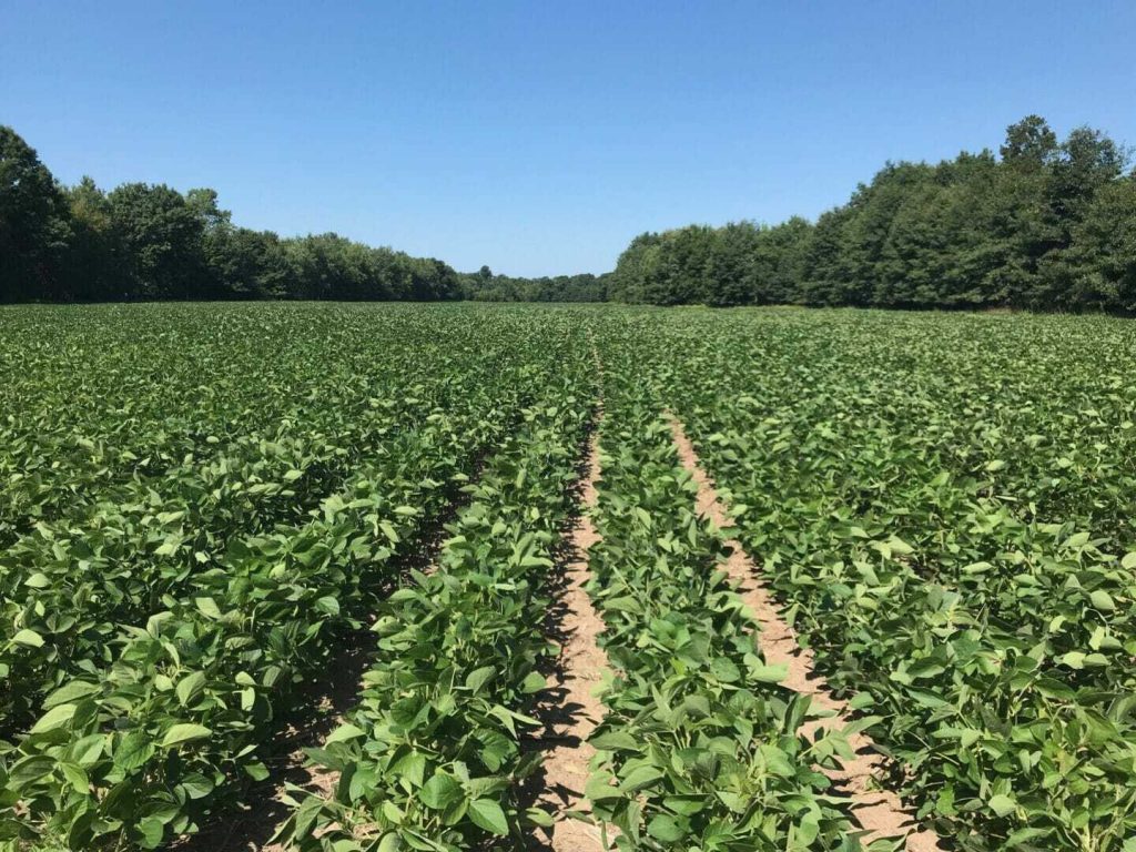 From the Field Crop Report: August 1, 2018