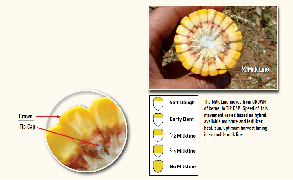 Harvest Tips to Optimize Corn Silage Quality