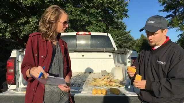 Estimate Corn Yield with Phil Long