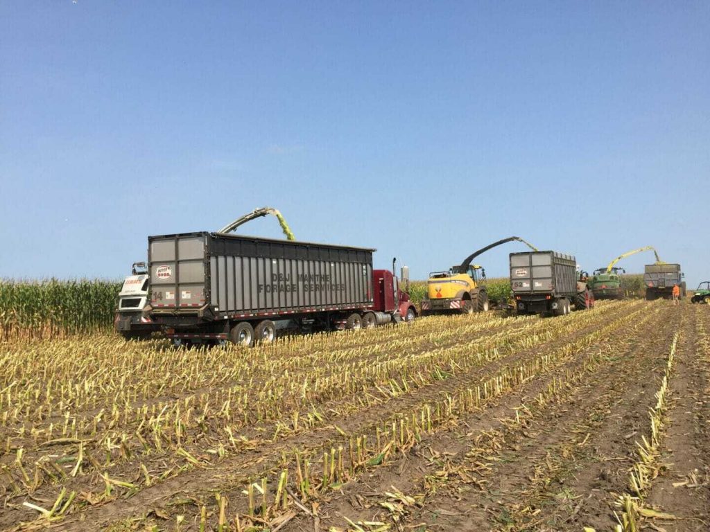 Ways to Reduce Risk of High Nitrates in Corn Silage