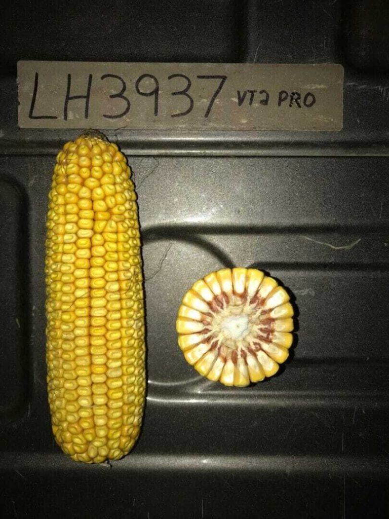 From the Field Crop Reports 9/19/18