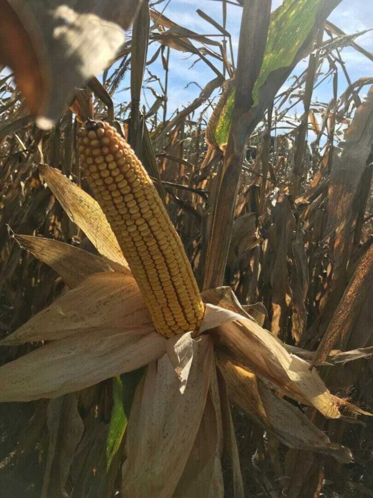 From the Field Crop Reports 9/26/18