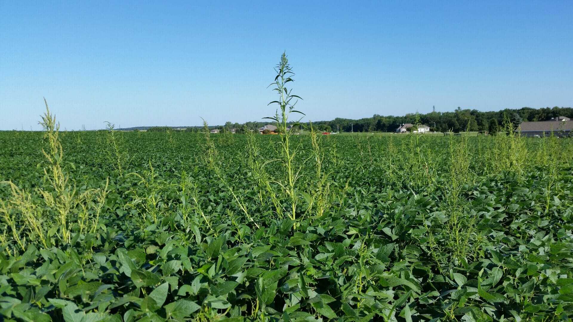 Weed Resistance