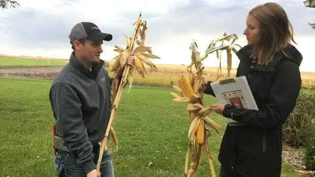 #AskTheAgronomist: Stalk Rot & Harvest 2018 Complications