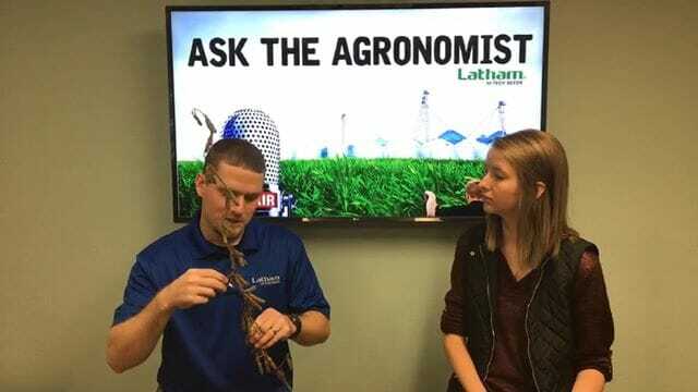 Ask the Agronomist: Heavy Rains & Affects on Soybean Quality