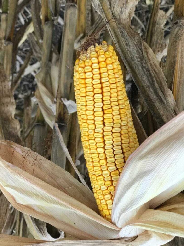 From the Field Crop Report 10/3/2018