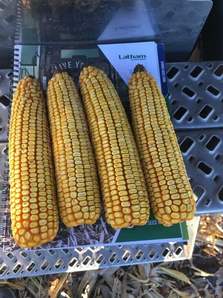 From The Field Crop Reports: 10/24/18