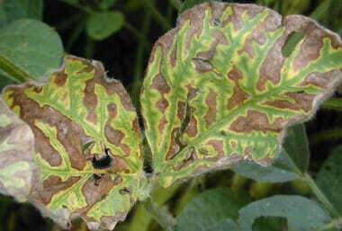 SDS in 2018 Not as Severe as Feared