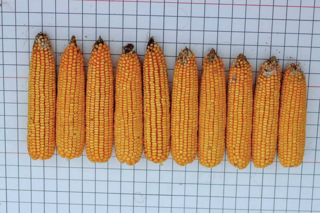 Seeding Rates Trump Nitrogen Rates