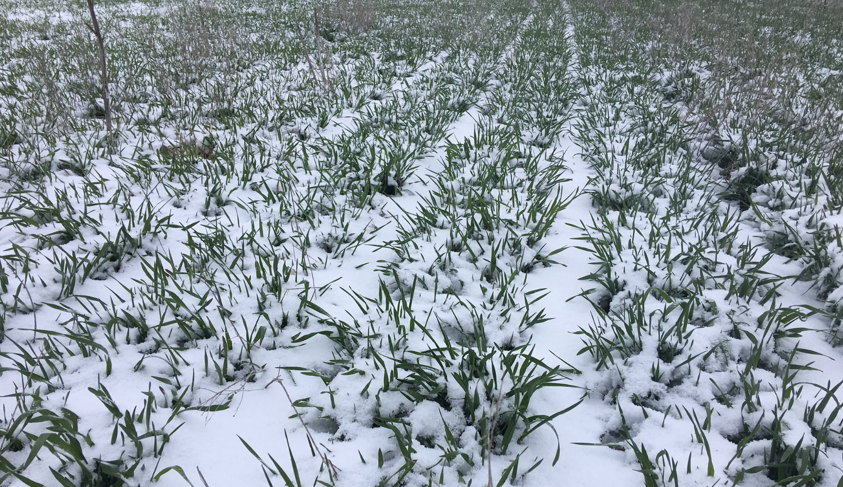 Snow Covered Rye