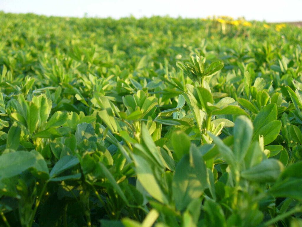 Late-Summer Insect Management Helps Alfalfa Plants Prepare for Winter