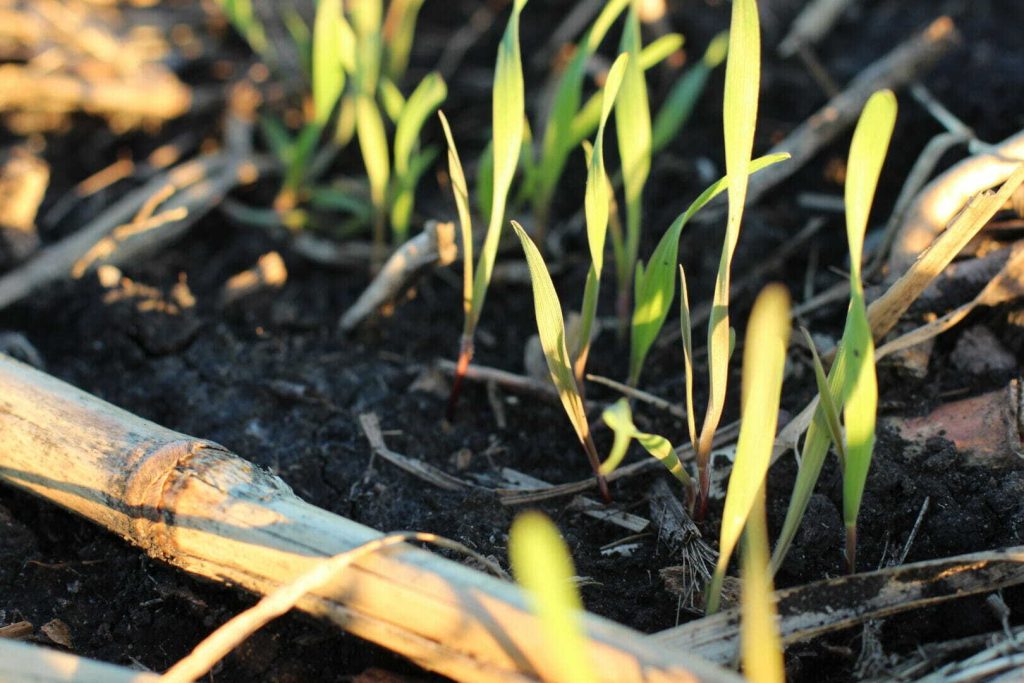 Improve Soil Health with Cover Crops