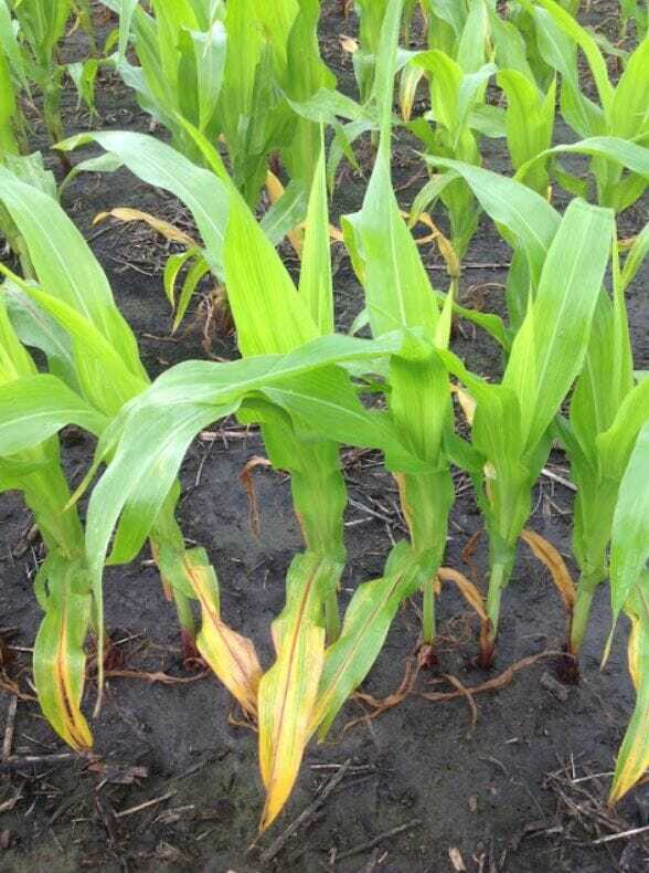 Nitrogen Deficiency in Corn  