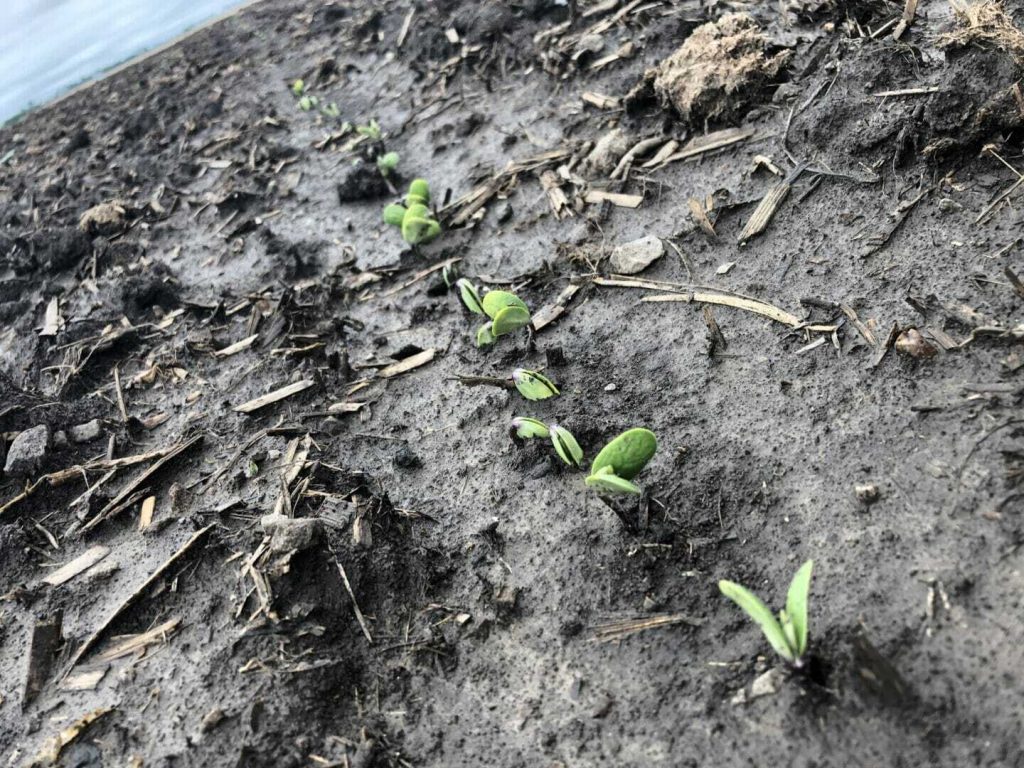 Ask The Agronomist: Early Season Soybean Scouting