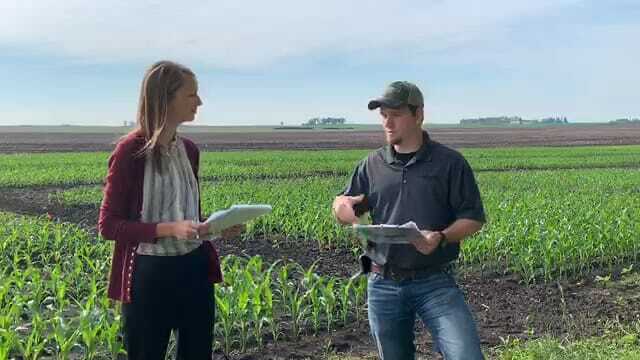 Uneven Corn Stands