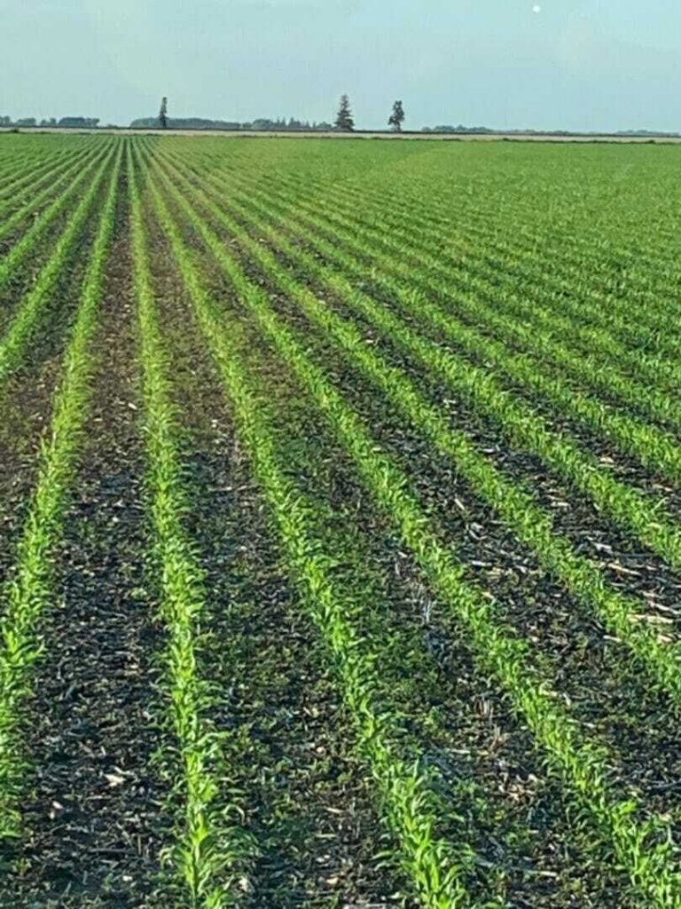 June 26, 2019 Crop Reports