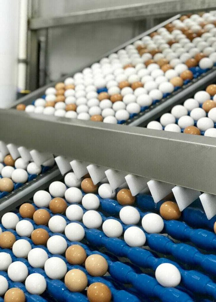 Going “Behind the Scenes” of an Egg Facility