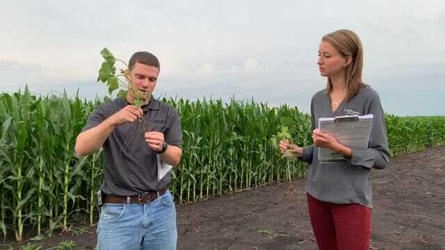 #AskTheAgronomist: Soybean Scouting Blitz