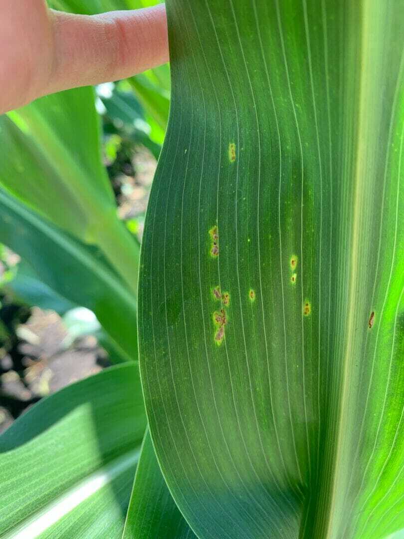 Corn rust