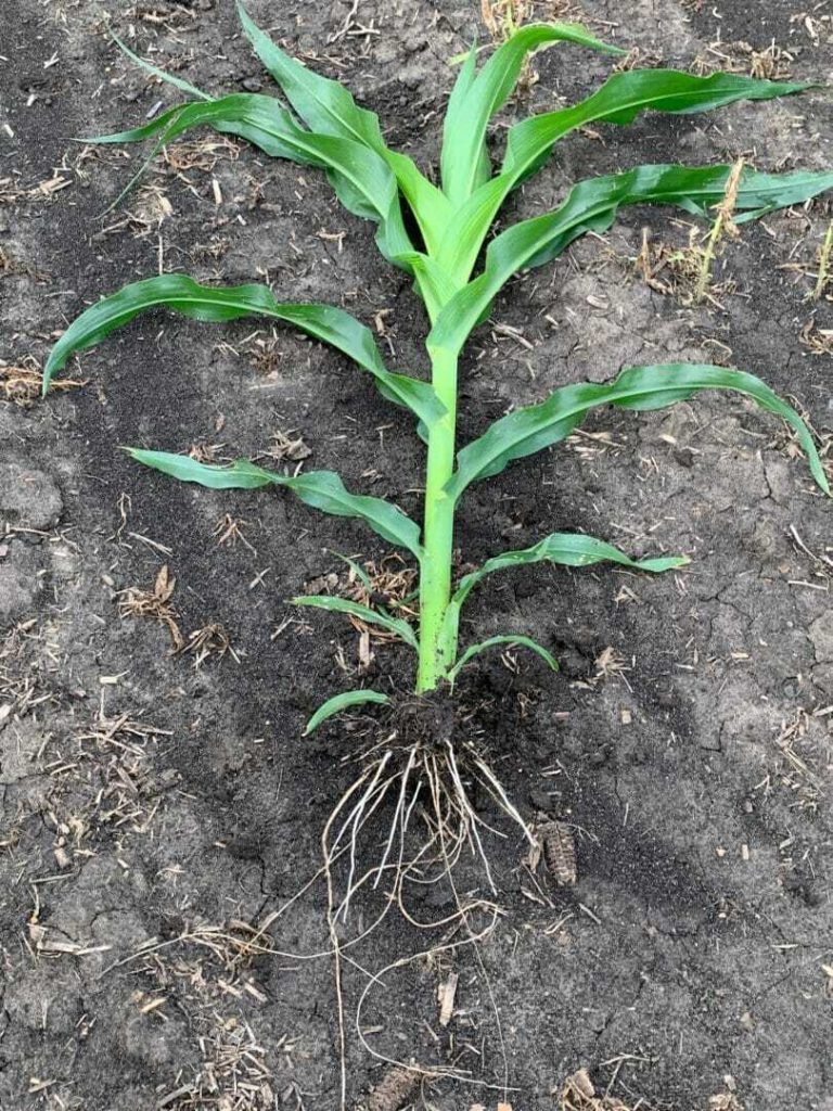 July 17, 2019 Crop Reports