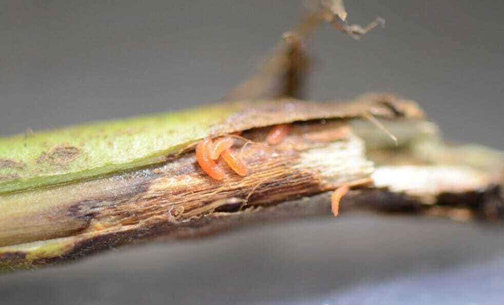 Gall midge larvae credit Dr. Bruce Potter