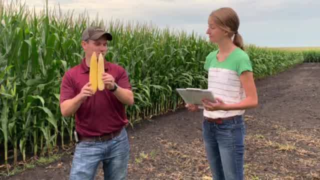 #AskTheAgronomist: Corn Pollination