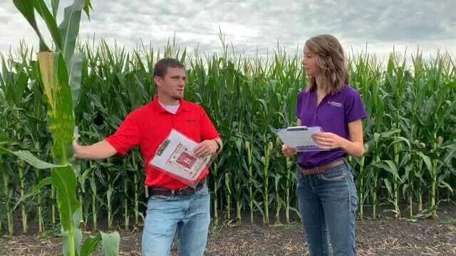 #AskTheAgronomist: Fungicide & Insecticide Application Thresholds