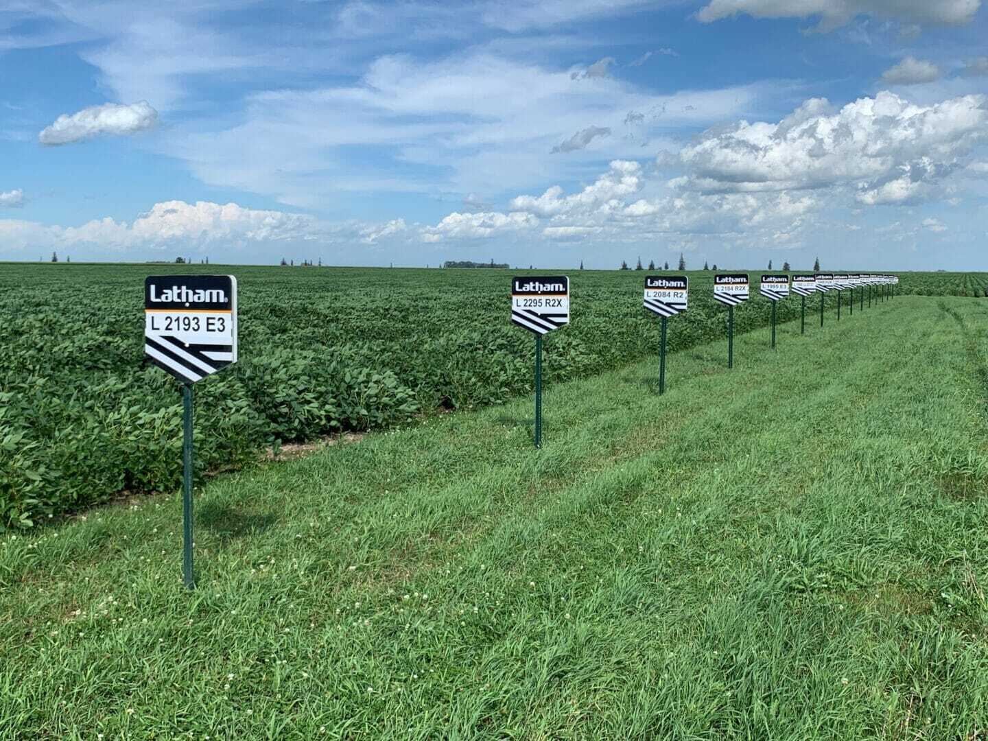 NW IA Latham Seeds Soybeans 8 13 19