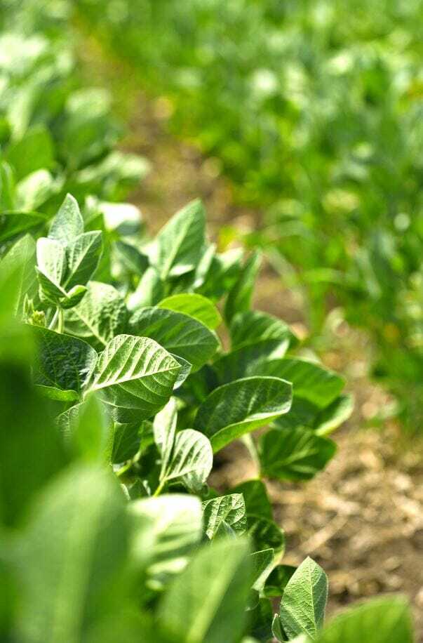 Ask the Agronomist: Dicamba Label Updates