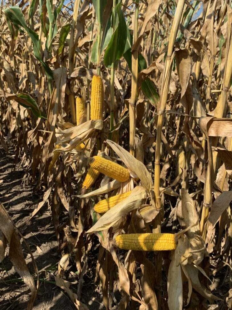 2020 Corn Harvest Illustrates Importance of Planting Multiple Hybrids