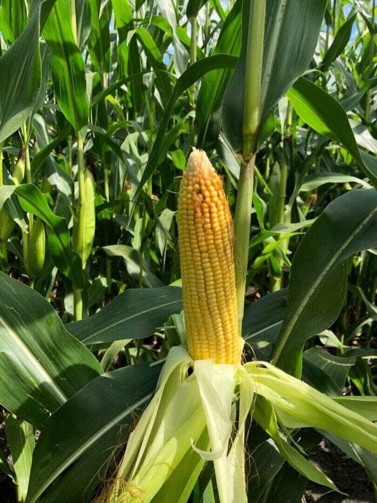 September 4, 2019 Crop Reports