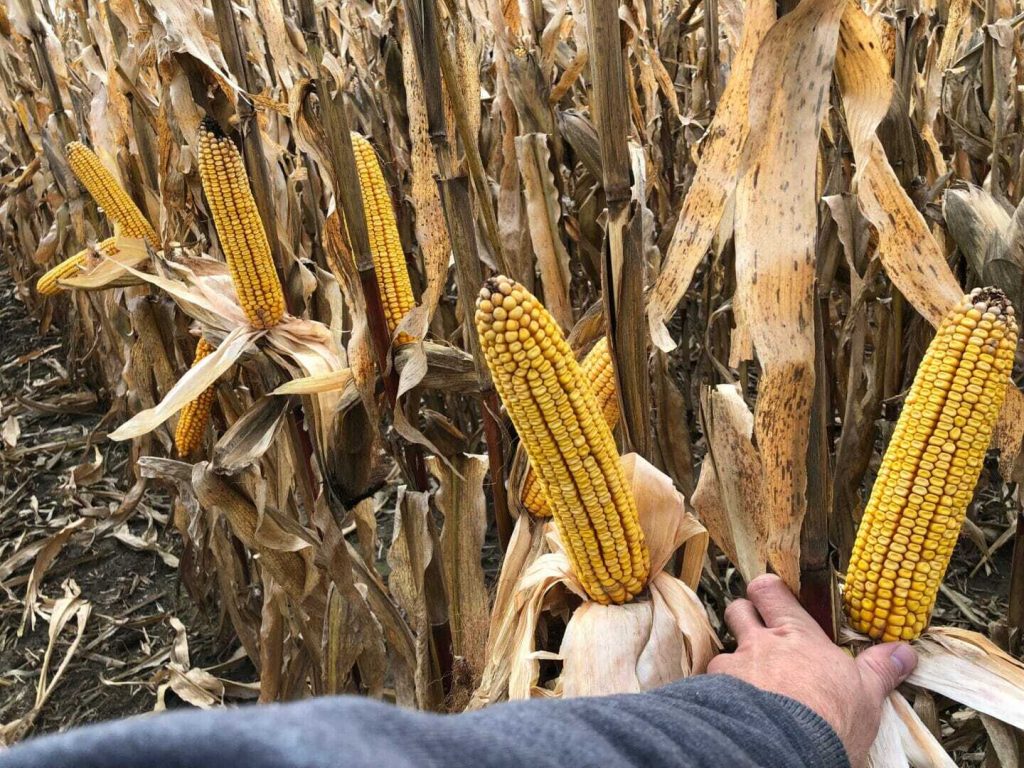 October 30, 2019 Crop Reports